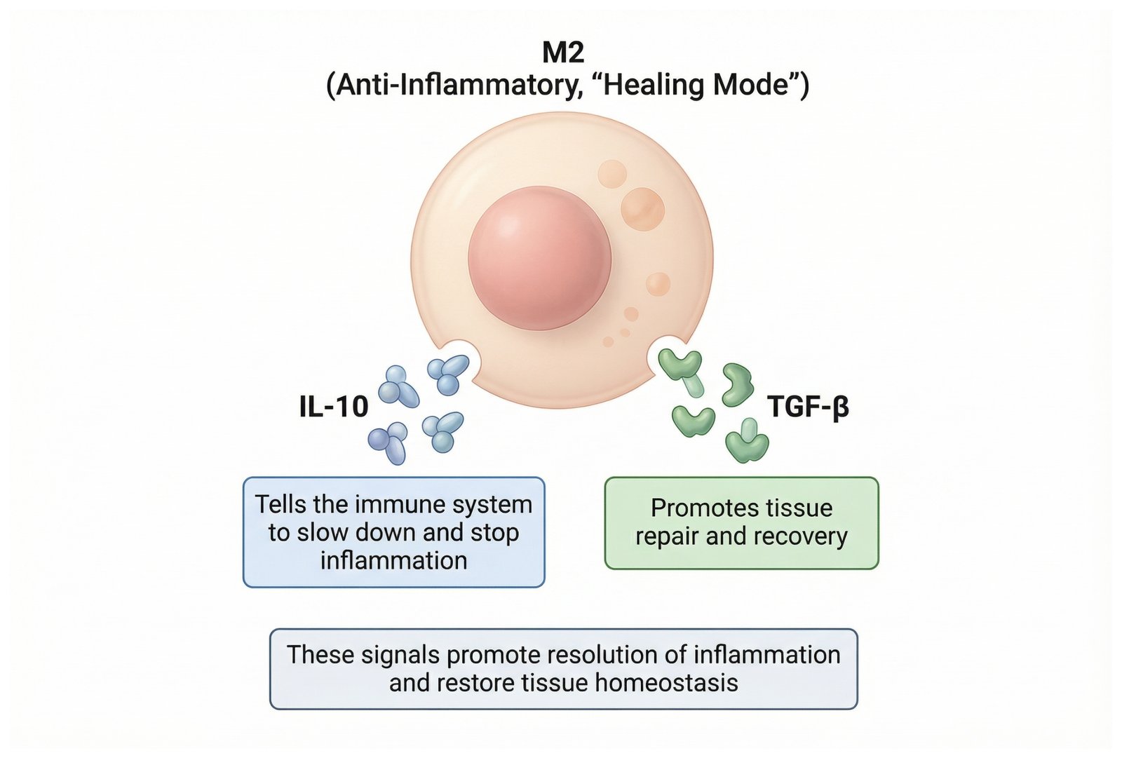 An M2 immune cell releasing healing cytokines IL-10 and TGF-β.